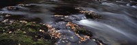 Framed Close-up of Dart River and fallen leaves, Dartmoor, Devon, England