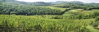 Framed Vineyards in Chianti Region, Tuscany, Italy