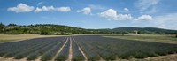 Framed Lavender fields near D701, Simiane-La-Rotonde, Alpes-de-Haute-Provence, Provence-Alpes-Cote d'Azur, France