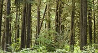 Framed Trees in a forest, Quinault Rainforest, Olympic National Park, Washington State