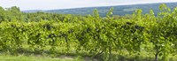 Framed Grapevines in a vineyard, Finger Lakes, New York State, USA