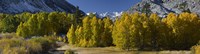 Framed Quaking aspens (Populus tremuloides) in autumn, Californian Sierra Nevada, Bishop, California, USA