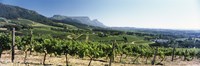 Framed Vineyard with Constantiaberg Range and Table Mountain, Constantia, Cape Town, Western Cape Province, South Africa