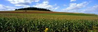 Framed Field Of Corn With Tractor In Distance, Carroll County, Maryland, USA