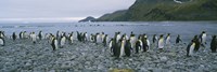 Framed Colony of King Penguins, South Georgia Island, Antarctica