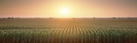 Framed View Of The Corn Field During Sunrise, Sacramento County, California, USA