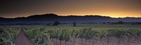 Framed Vineyards on a landscape, Napa Valley, California, USA