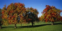 Framed Pear trees in a field, Swiss Midlands, Switzerland