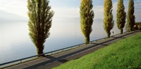 Framed Trees along a lake, Lake Zug, Switzerland