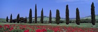 Framed Field Of Poppies And Cypresses In A Row, Tuscany, Italy