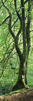 Framed Moss Growing on a Beech Tree, Perthshire, Scotland