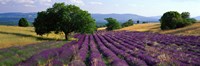 Framed Flowers In Field, Lavender Field, La Drome Provence, France