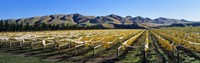 Framed Vineyards N Canterbury New Zealand