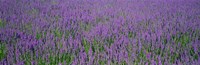 Framed Field Of Lavender, Hokkaido, Japan