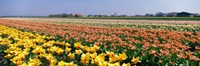 Framed Field Of Flowers, Egmond, Netherlands