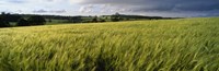 Framed Barley Field, Wales, United Kingdom