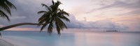 Framed Palm tree, Indian Ocean Maldives