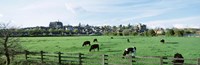 Framed Cows grazing in a field with a city in the background, Arundel, Sussex, West Sussex, England