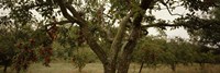 Framed Apple trees in an orchard, Sebastopol, Sonoma County, California, USA
