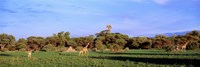 Framed Giraffes in a field, Moremi Wildlife Reserve, Botswana, South Africa