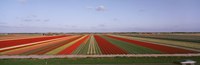 Framed High Angle View Of Cultivated Flowers On A Field, Holland