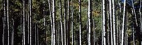 Framed White Aspen Tree Trunks CO USA
