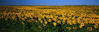 Framed Field of Sunflowers ND USA