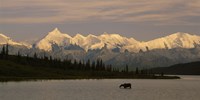 Framed Moose standing on a frozen lake, Wonder Lake, Denali National Park, Alaska, USA