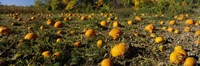 Framed Field of ripe pumpkins, Kent County, Michigan, USA