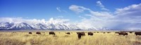 Framed Bison Herd, Grand Teton National Park, Wyoming, USA