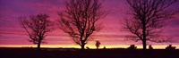 Framed Oak Trees, Sunset, Sweden