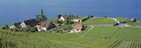 Framed Aerial View Of Vineyards By A Lake, Lake Geneva, Vaud, Switzerland