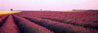 Framed Lavender crop on a landscape, France