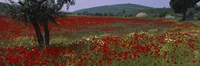 Framed Red poppies in a field, Turkey