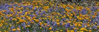 Framed California Golden Poppies (Eschscholzia californica) and Bush Lupines (Lupinus albifrons), Table Mountain, California, USA