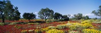Framed Poppy Meadow with Almond Trees, Majorca, Spain