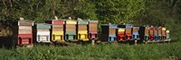 Framed Row of beehives, Switzerland
