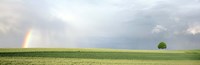 Framed Rainbow and storm clouds over a field, Zurich Canton, Switzerland