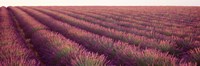 Framed Close-up of Lavender fields, Plateau de Valensole, France