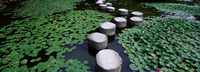 Framed Water Lilies In A Pond, Helan Shrine, Kyoto, Japan