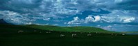 Framed Charolais cattle grazing in a field, Rocky Mountains, Montana, USA