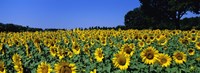 Framed Sunflowers In A Field, Provence, France