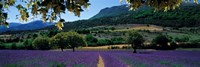 Framed Mountain behind a lavender field, Provence, France