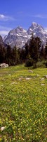 Framed Glacier lilies on a field, North Folk Cascade Canyon, Grand Teton National Park, Wyoming, USA