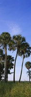 Framed Palm trees on a landscape, Myakka River State Park, Sarasota, Florida, USA
