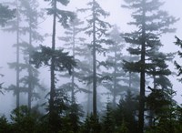 Framed Silhouette of trees with fog, Douglas Fir, Hemlock Tree, Olympic Mountains, Olympic National Park, Washington State, USA