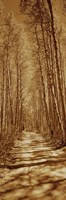 Framed Trees along a road, Log Cabin Gold Mine, Eastern Sierra, Californian Sierra Nevada, California, USA