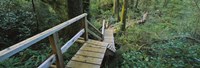 Framed Wooden Path in Pacific Rim National Park