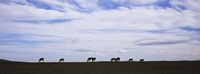 Framed Horses in Field