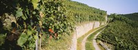 Framed Gravel road passing through vineyards, Vaihingen An Der Enz, Baden-Wurttemberg, Germany